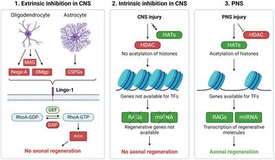 Neural regeneration in the human central nervous system—from understanding the underlying mechanisms to developing treatments. Where do we stand today?